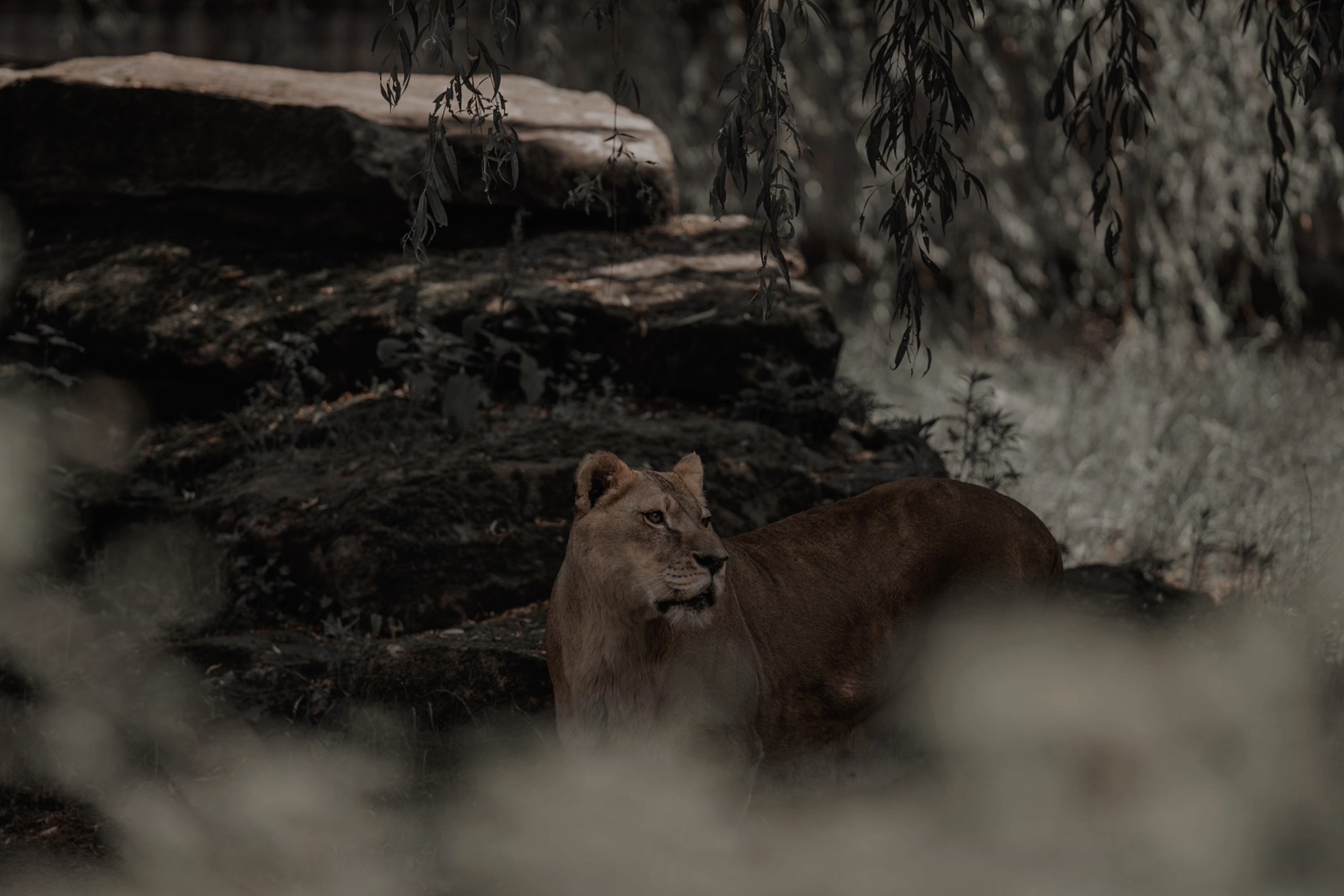 A lioness resting beneath the willow