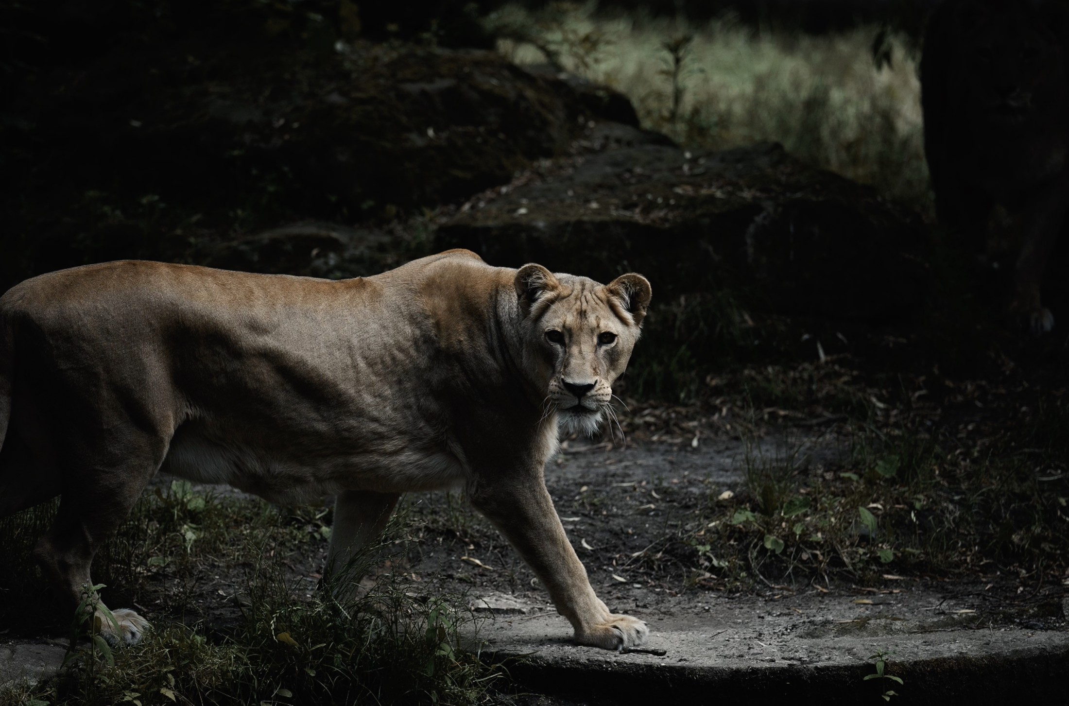 A lioness walking through dappled woodland, a study in quiet power