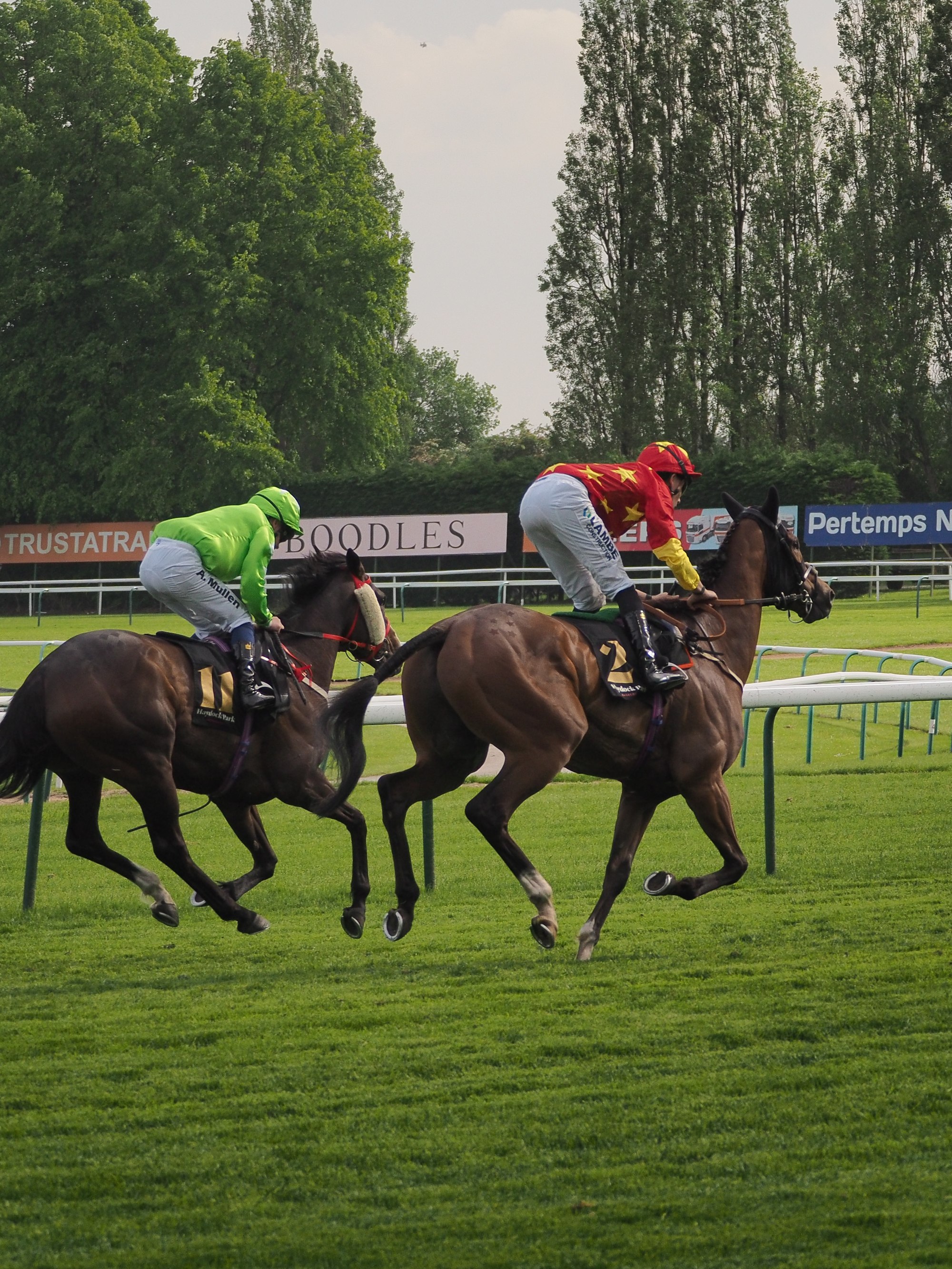 Racehorses on the final stretch