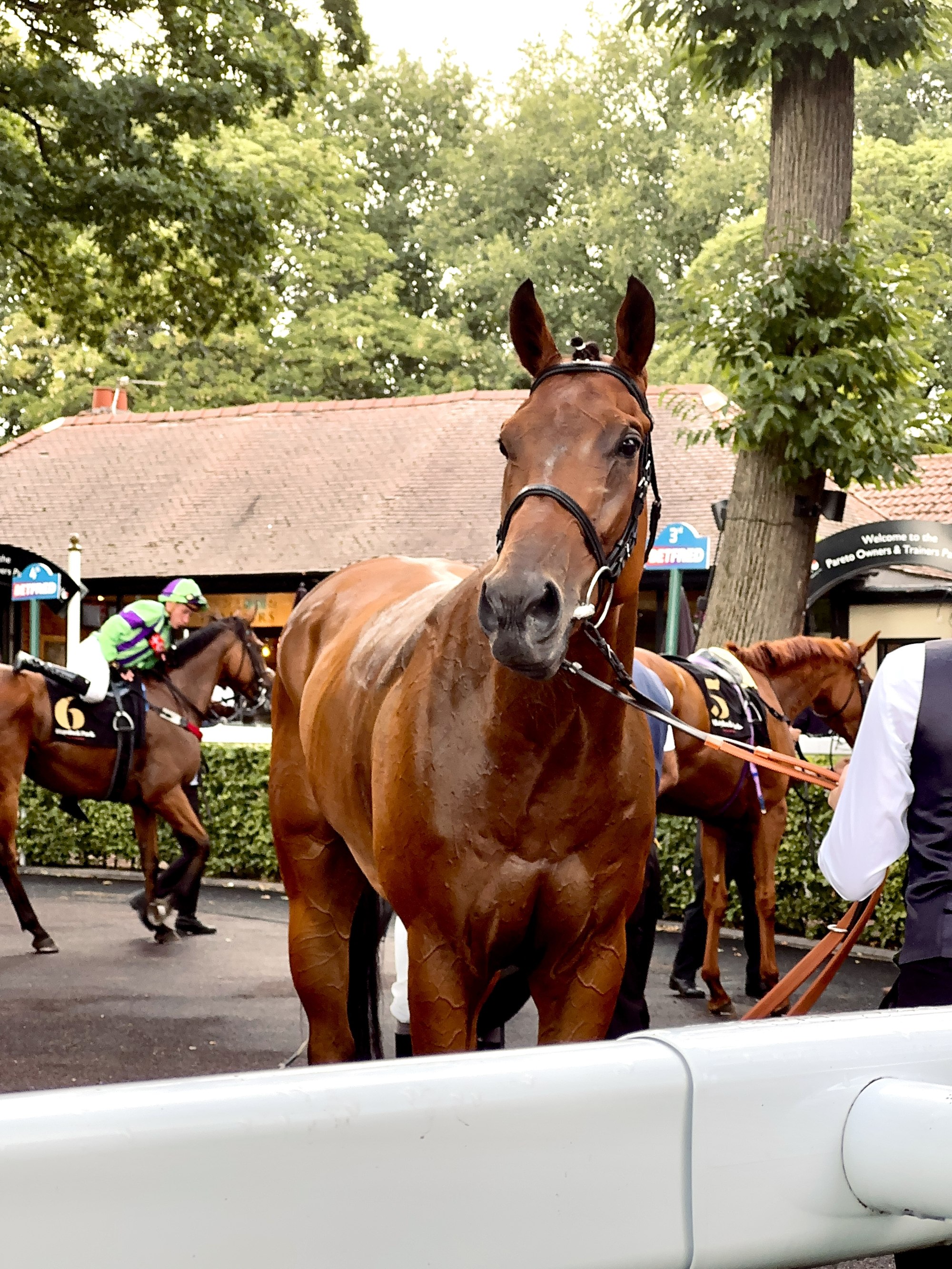 Horses racing on the rail