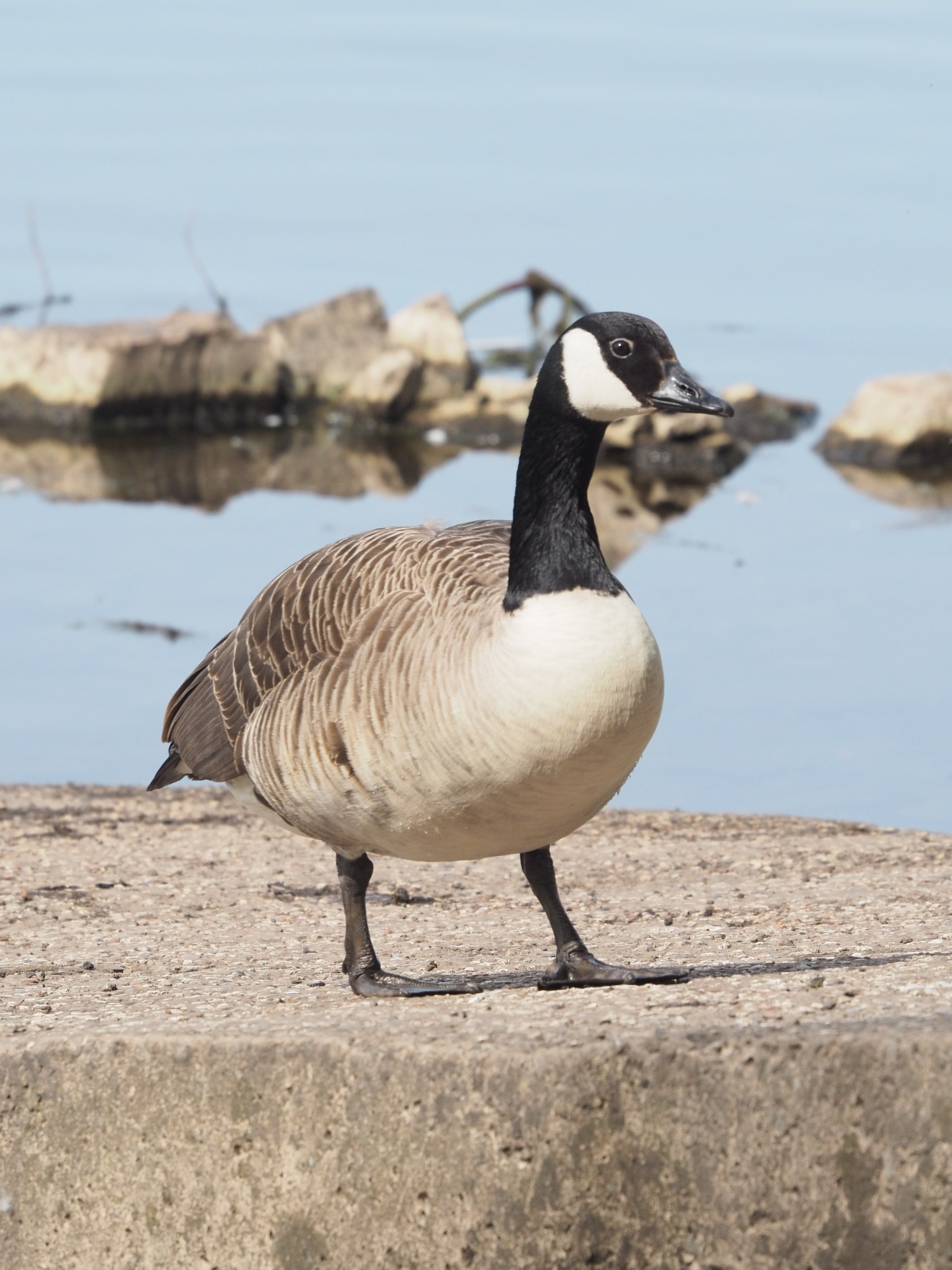 Canada goose