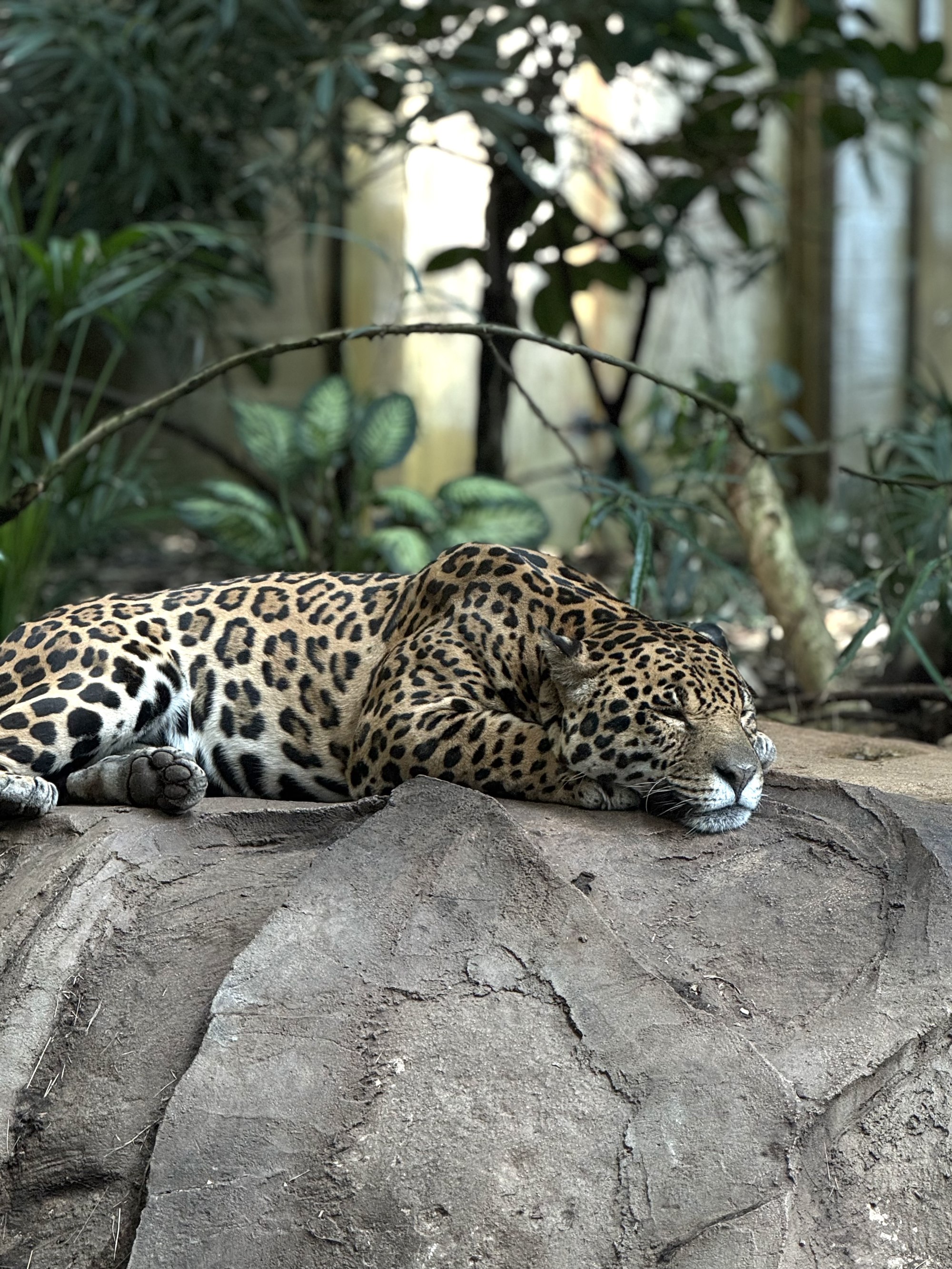 Leopard resting