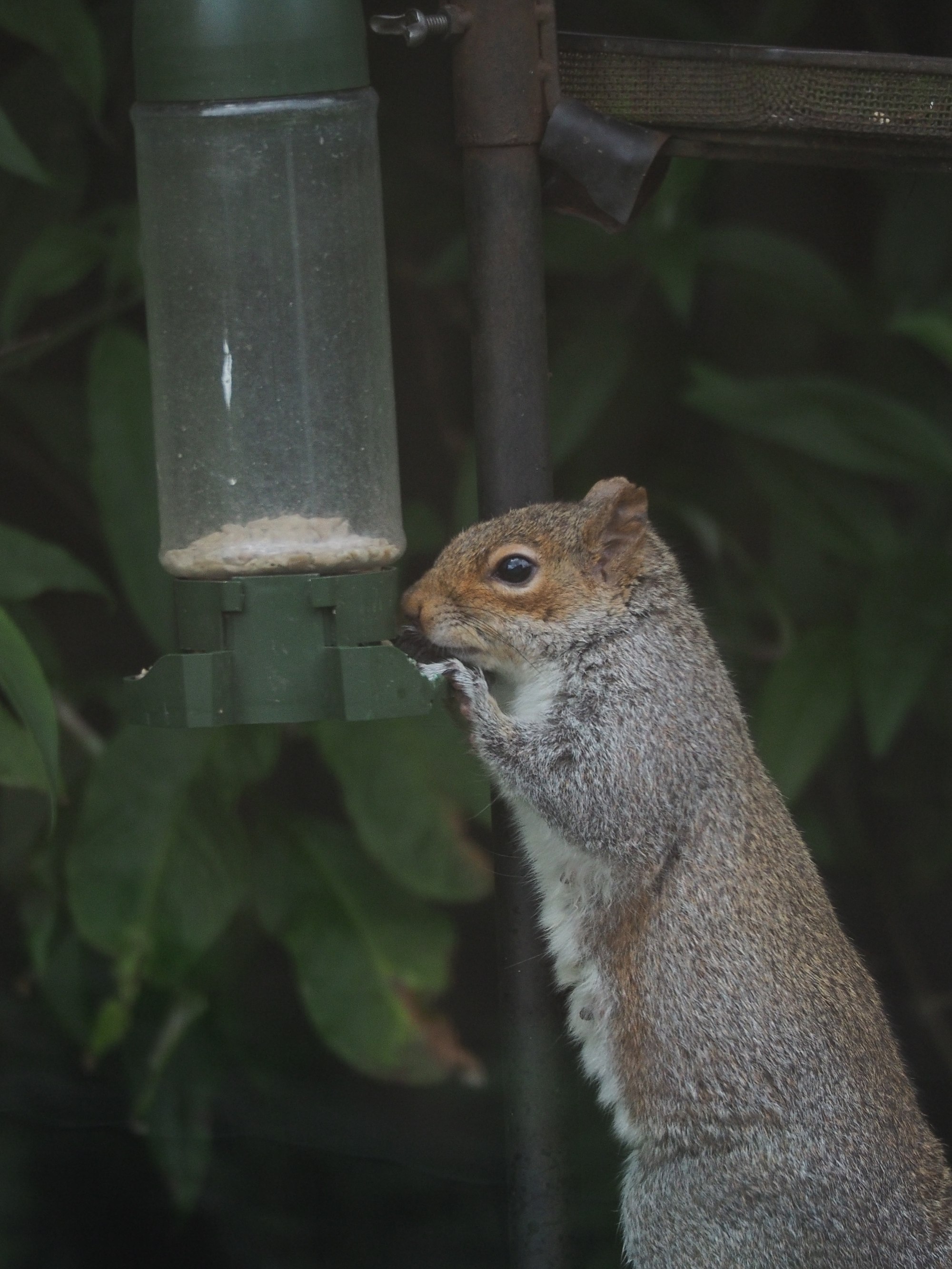 Squirrel at a feeder